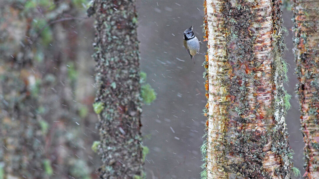An evocative 4K wallpaper portraying a European Crested Tit clinging to richly textured tree bark in a Scottish snowstorm. Tiny snowflakes softly fall around the steadfast tit, its intricate crest and plumage providing a vivid contrast against the dappled greens and browns of the moss-covered trunk.