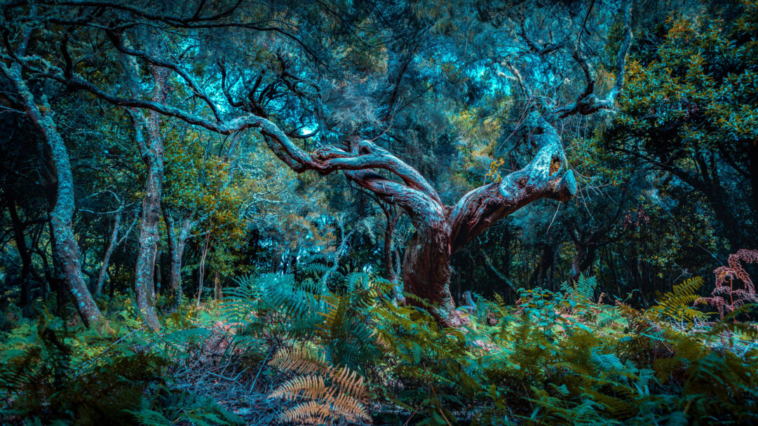 A captivating 4K wallpaper depicting the Fanal Forest on Madeira Island, where twisted teal-hued trees dominate a dense, ethereal landscape. The ancient, gnarled trunks and branches, bathed in a deep teal light, intertwine above a forest floor rich with similarly colored ferns and moss, creating an otherworldly and immersive atmosphere.