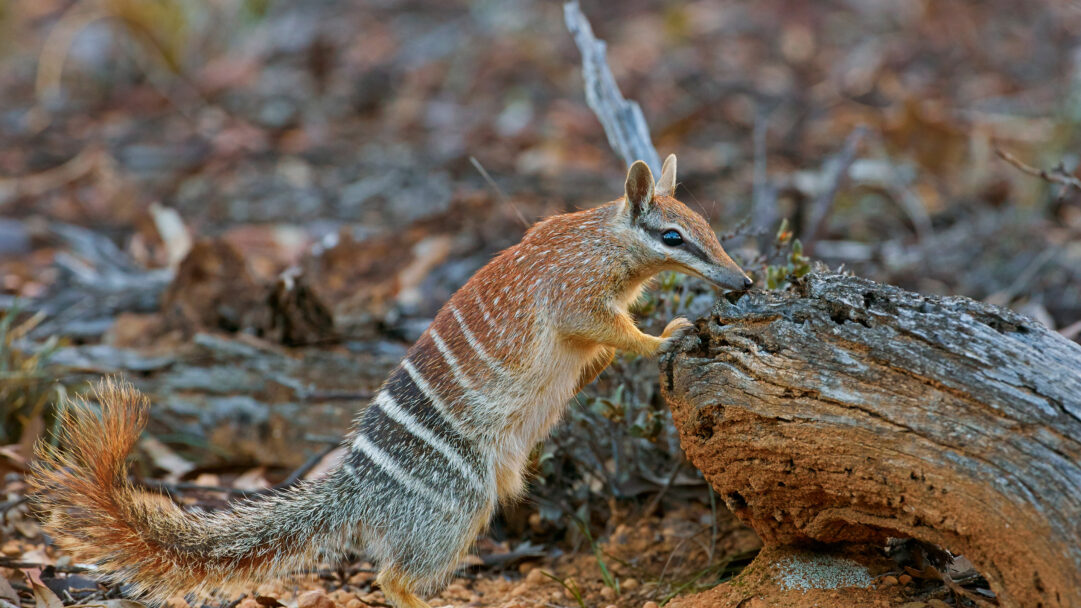 A captivating 4K wallpaper capturing a female numbat standing alertly in the dry, natural bushland of Brookton, Western Australia. The numbat's striking reddish-brown fur with its distinctive white and dark stripes, combined with its long bushy tail and keen dark eyes, stands out against the earthy tones of its habitat, conveying a sense of vigilance and wild beauty.