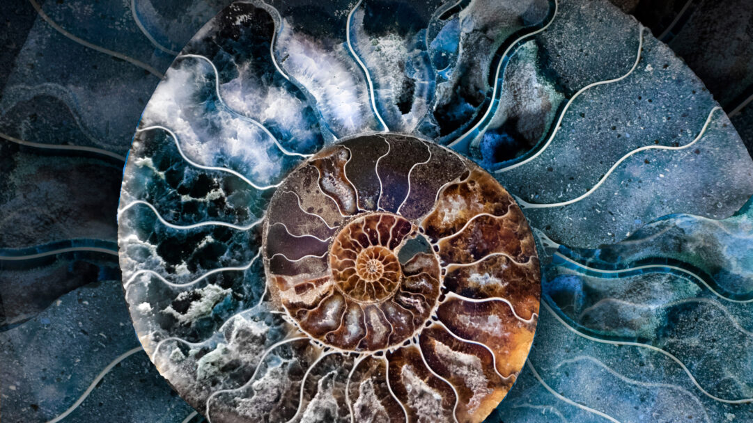 A breathtaking 4K wallpaper showcases a meticulously polished cross-section of a fossilized ammonite shell, revealing its intricate internal structure. The fossil's warm, coppery-brown chambers spiral outward, beautifully contrasted by the cool, ethereal blue and white mineral deposits that form the outer shell and surrounding matrix.