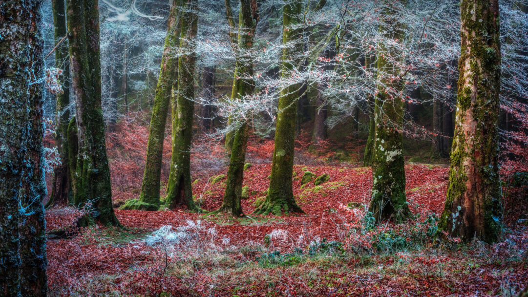 An evocative 4K wallpaper of a frosty forest scene in Invergarry, Scotland, where tall, moss-laden trees stand amidst a dense carpet of vivid red leaves. Delicate white frost intricately coats the finer branches and undergrowth, creating a dramatic visual interplay with the deep green of the ancient tree trunks and the fiery crimson of the fallen foliage below.