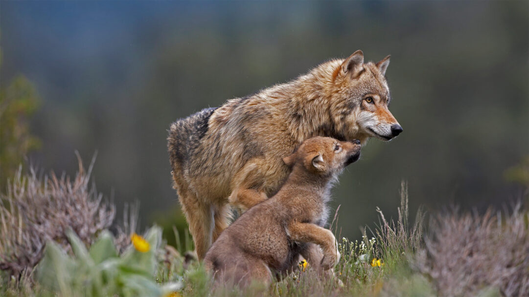 A poignant 4K wallpaper capturing a majestic Gray Wolf with its adorable begging pup in the wilderness of Montana. The pup's earnest upward gaze and outstretched paws create a touching scene of maternal interaction, beautifully rendered by the soft, warm light on their textured fur.
