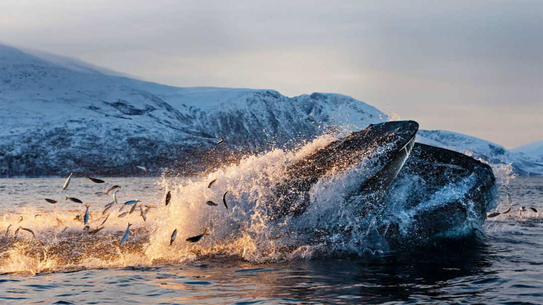 An exhilarating 4K wallpaper captures a Humpback whale lunging from the icy waters off the Kvaløya Coast, actively feeding on a shoal of herring with snow-capped mountains in the backdrop. Golden light spectacularly illuminates the explosive splash and numerous herring leaping from the water, creating a dynamic and powerful scene against the serene, snow-covered peaks.