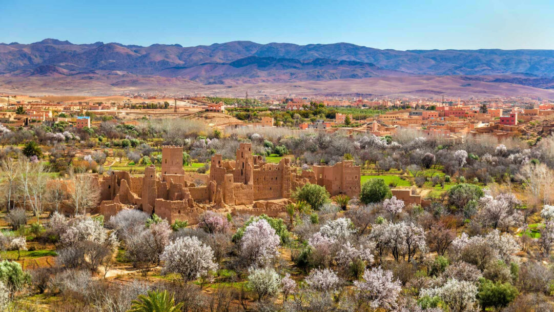 An evocative 4K wallpaper showcasing the ancient Kalaat M'gouna Kasbah ruins amidst a vibrant Moroccan landscape. The ancient, earth-toned structures are beautifully contrasted by the abundant white and pink blossoms of trees in the fertile valley, all set against the distant, hazy Atlas Mountains under a bright blue sky.