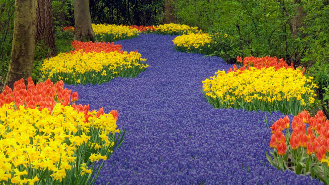 A picturesque 4K wallpaper depicts a vibrant spring flower path winding through Keukenhof Gardens in Lisse, Netherlands. A river of deep purple grape hyacinths forms the central path, beautifully framed by bright yellow daffodils and fiery orange tulips, creating a joyous explosion of spring color.