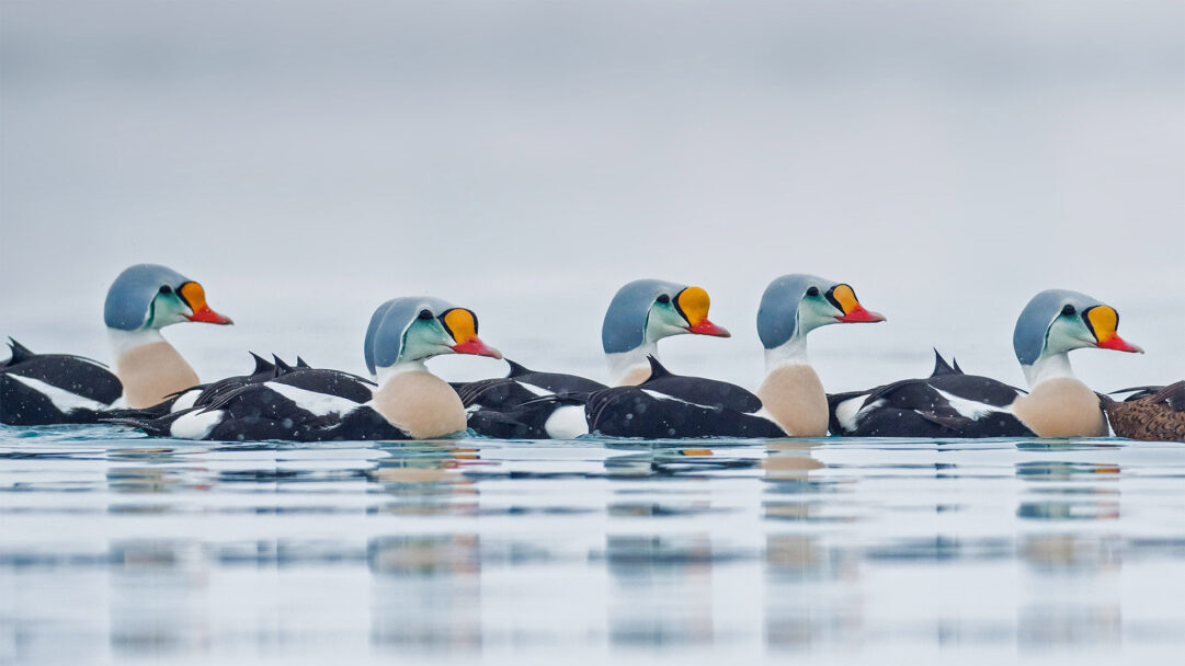 An exquisite 4K wallpaper presenting several male King Eider ducks swimming calmly in the waters of Troms og Finnmark. Their distinct light blue, orange, and yellow head plumage strikingly contrasts with their elegant black and white bodies, creating a serene and captivating scene on the calm, reflective surface.