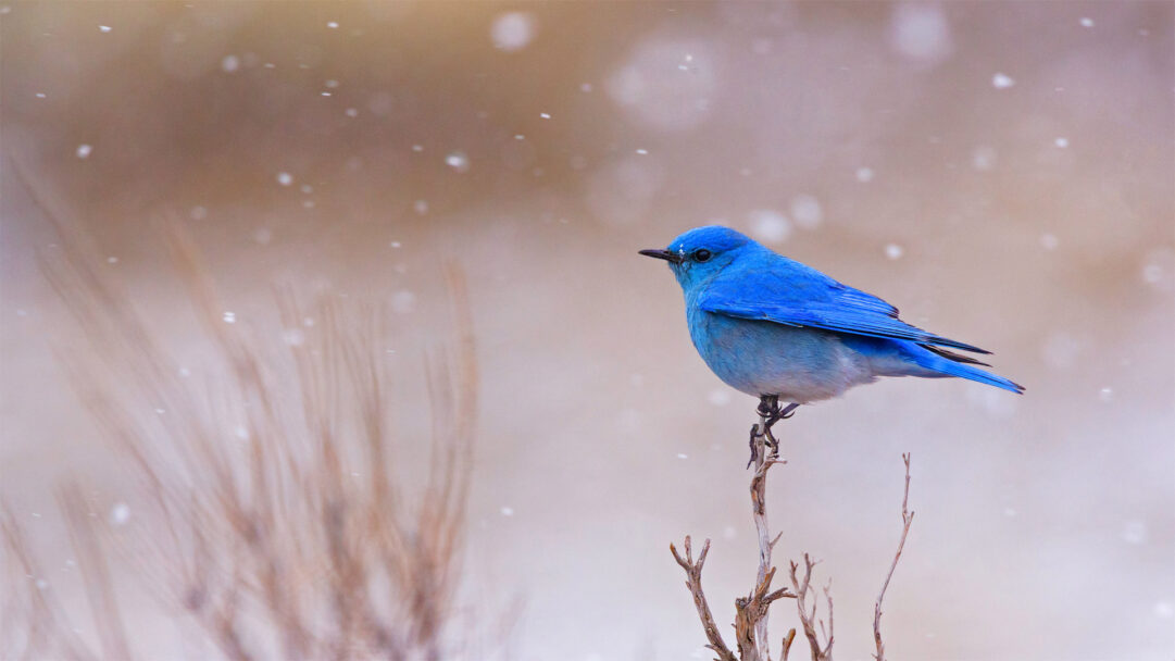 A breathtaking 4K wallpaper presenting a Male Mountain Bluebird perched gracefully amidst falling snow in Yellowstone National Park. Its striking iridescent blue plumage contrasts vividly with the soft, muted browns of the snow-dusted branches and gently falling flakes, evoking a serene winter moment.