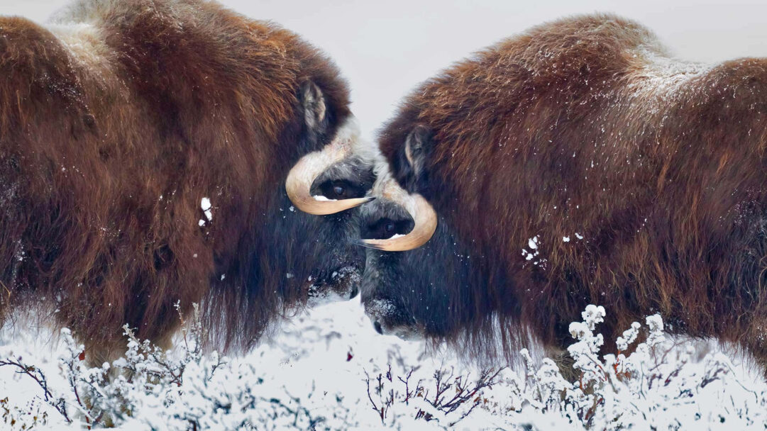 A captivating 4K wallpaper presents two Male Muskoxen standing nose-to-nose in the pristine snow of Prudhoe Bay, Alaska. Their shaggy, snow-dusted brown fur and impressive curved horns dominate the frame, conveying a sense of quiet intensity amidst the stark, wintry landscape.