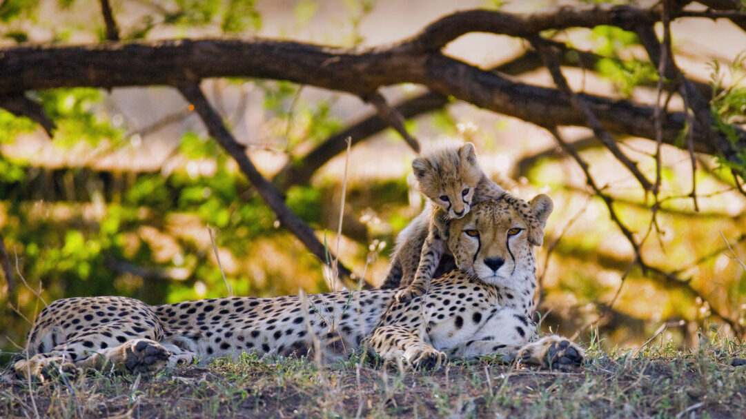 A heartwarming 4K wallpaper showcases a mother cheetah and her cub resting in the vibrant Masai Mara National Reserve. The adorable cub is perched on its mother's back, gazing with wide-eyed curiosity, bathed in the soft golden light filtering through the surrounding savanna foliage.