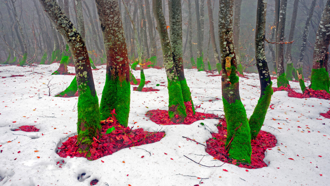 A captivating 4K wallpaper of a forest on Mount Khomyak's Northern Slope, where a blanket of snow covers the ground, with numerous tree trunks emerging. Vibrant green moss envelops the lower parts of the tree trunks, while brilliant red leaves form vivid carpets around their bases, creating a striking interplay of color and texture against the white snow and hazy forest backdrop.