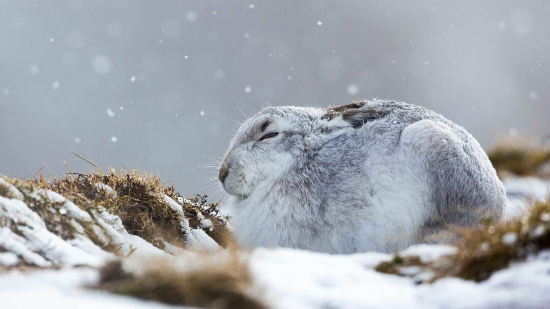 An intimate 4K wallpaper of a Mountain Hare hunkered down on snowy ground, enduring a gentle winter snowstorm. Its thick, camouflaging white fur, dusted with visible snowflakes, creates a striking image of quiet resilience against the softly blurred, grey-blue winter backdrop.