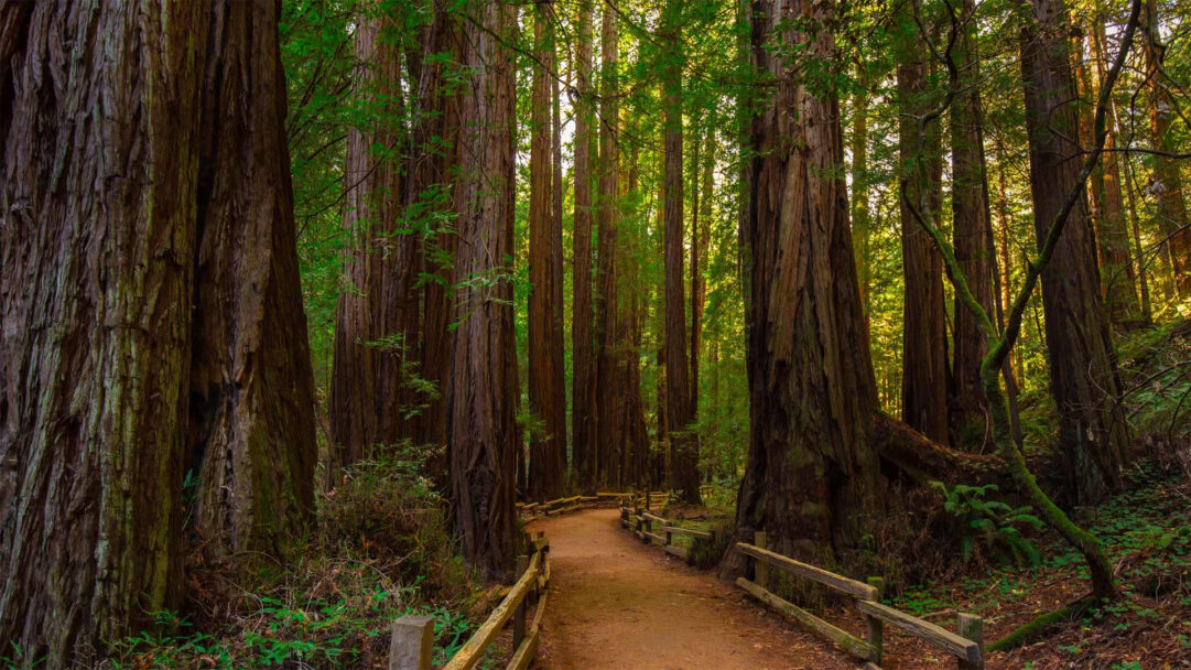 A captivating 4K wallpaper featuring a winding dirt path within the Muir Woods National Monument Redwood Forest. Sunlight dramatically filters through the towering tree canopy, casting a warm glow on the ancient trunks and verdant undergrowth, evoking a sense of awe and tranquility.