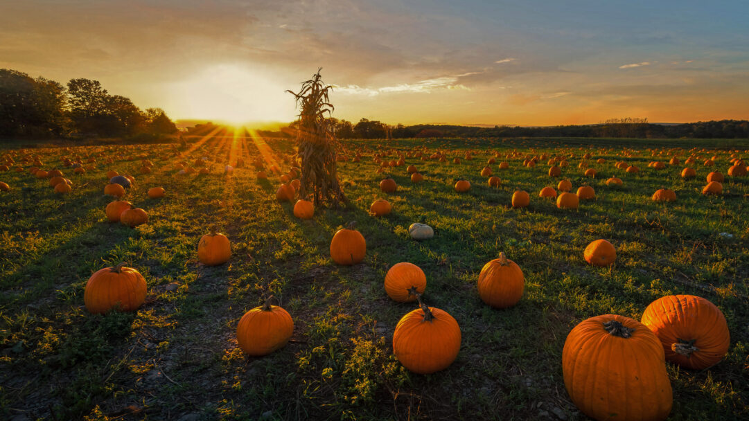 A golden 4K wallpaper capturing a vast pumpkin patch in Newton, Massachusetts, spread under the warm glow of an autumn sunset. Golden rays from the setting sun stream across the field, beautifully highlighting the numerous orange pumpkins and tall corn stalks, creating a serene and vibrant fall scene.