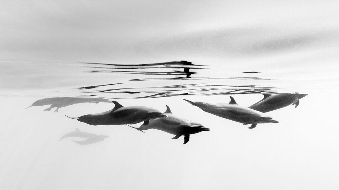 An ethereal 4K wallpaper presenting several Pantropical Spotted Dolphins gracefully swimming underwater in Ixtapa, just below the shimmering surface. The black and white tonality enhances the dramatic contrast between the sleek, dark forms of the dolphins and the luminous, rippled water, creating a majestic and tranquil underwater scene.