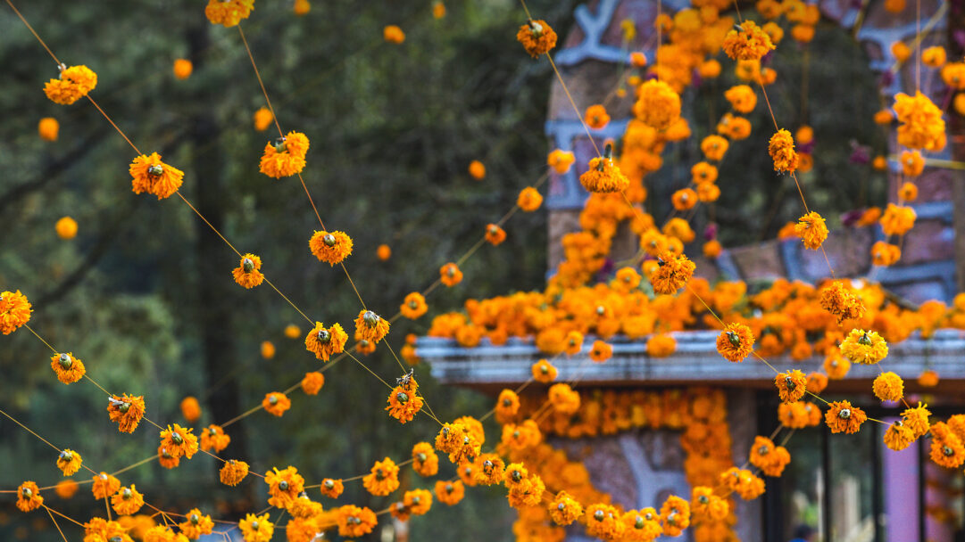 An enchanting 4K wallpaper captures delicate strings of vibrant orange marigold garlands decorating the solemn grounds of Patzcuaro Cemetery. Hundreds of fluffy, deep orange blossoms are suspended on subtle threads, creating a lively yet respectful atmosphere against the blurred green foliage and stone structures.