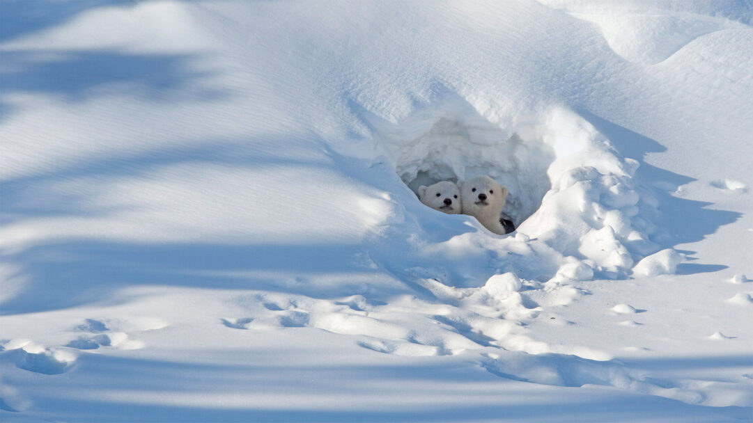 A captivating 4K wallpaper showcasing two adorable polar bear cubs peeking out from a snowy den in Wapusk National Park. The pristine white snow is illuminated by bright sunlight, casting long, stark blue shadows across the vast landscape, emphasizing the cubs' curious expressions as they emerge into the crisp winter day.