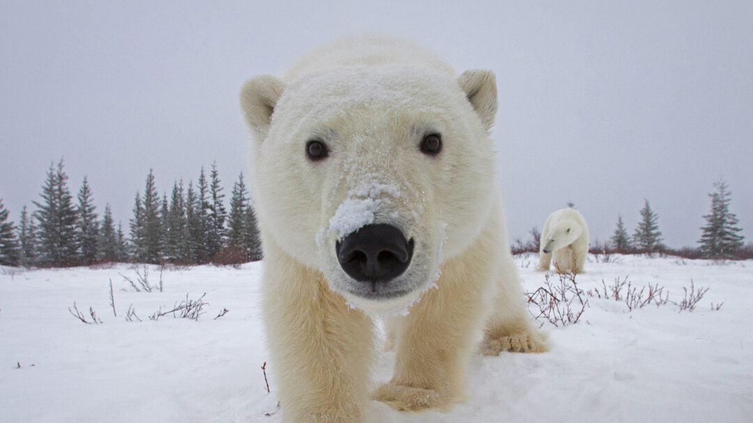 An immersive 4K wallpaper captures a curious polar bear up close in the snowy tundra of Churchill, investigating the camera. Its snow-dusted face and dark, inquisitive eyes look directly into the lens, with another bear visible amidst sparse trees under a soft, overcast sky.