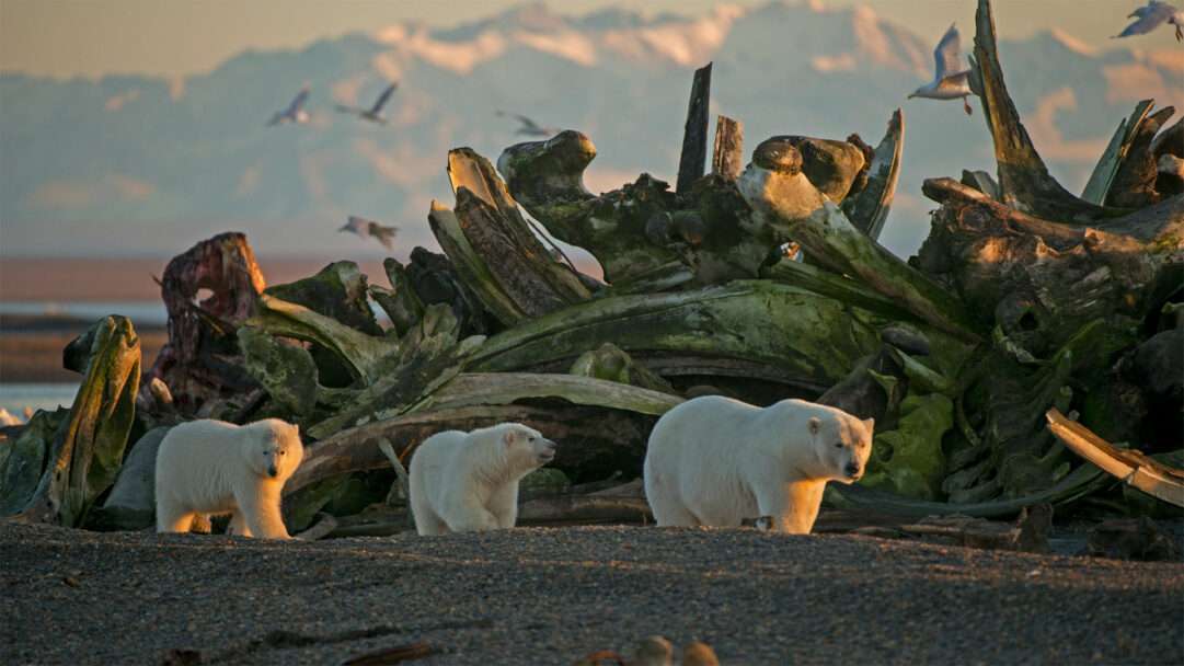 A captivating 4K wallpaper showcasing a polar bear sow and her two cubs walking along the textured shore of Alaska's Arctic National Wildlife Refuge. Golden light from the low sun bathes their pristine white fur, creating a warm glow against the ancient, moss-covered driftwood and a soft, mountainous backdrop with gulls in flight.
