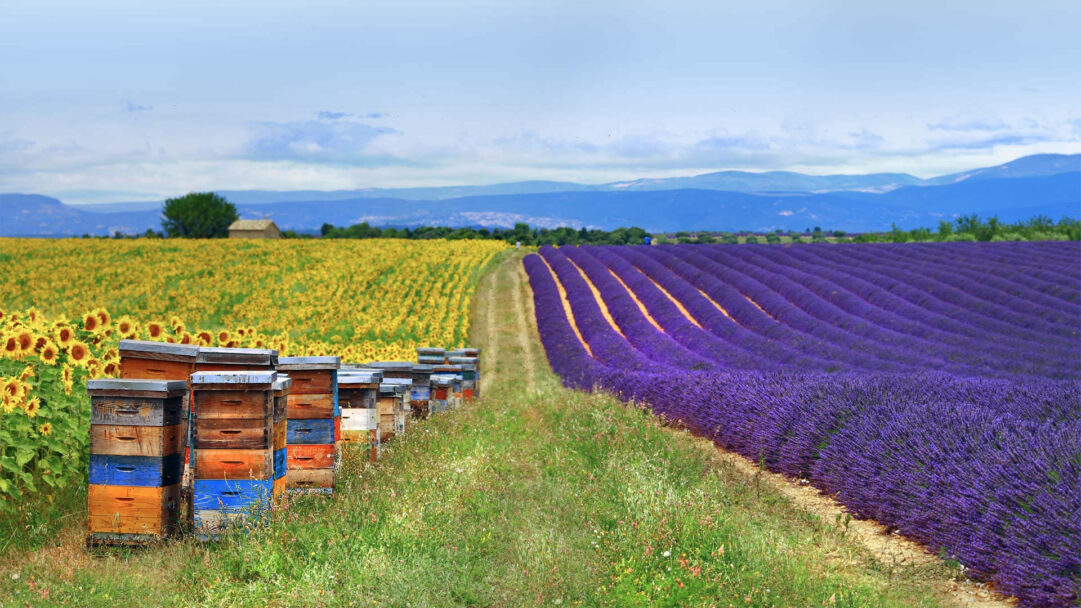 A breathtaking 4K wallpaper presents the harmonious beauty of Provence. Vast fields of intensely purple lavender and brilliant golden sunflowers converge, separated by a narrow grassy path, leading the eye towards distant blue mountains under a partially cloudy sky. In the immediate foreground, a long row of stacked wooden beehives, some painted in blues and oranges, anchors the scene with a rustic charm, highlighting the vibrant color contrast and the essence of a serene, fertile landscape.
