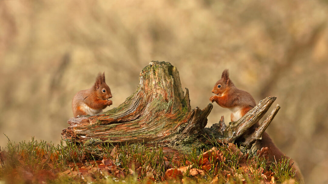 An enchanting 4K wallpaper showcasing two fluffy red squirrels perched on a textured log within the natural beauty of Cairngorms National Park. Their bright russet fur contrasts beautifully with the gnarled wood and soft, earthy tones of the Highlands setting, creating a peaceful wildlife scene.