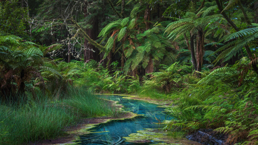 An immersive 4K wallpaper showcasing the serene beauty of the Redwood Memorial Grove in Whakarewarewa Forest, where towering redwoods and lush ferns frame a winding stream. The tranquil, aquamarine waters of the stream, bordered by rich green ferns and dark moss, reflect the forest canopy, creating a deeply peaceful and ancient atmosphere.