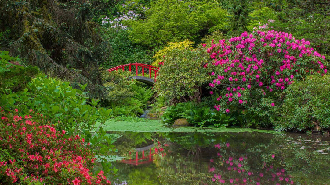 A captivating 4K wallpaper presenting a serene garden scene, featuring vibrant Rhododendrons and Azaleas framing a calm pond with a striking red Moon Bridge. Its still waters beautifully reflect the colorful Azaleas, brilliant pink Rhododendrons, and the red bridge, creating a harmonious and tranquil atmosphere.
