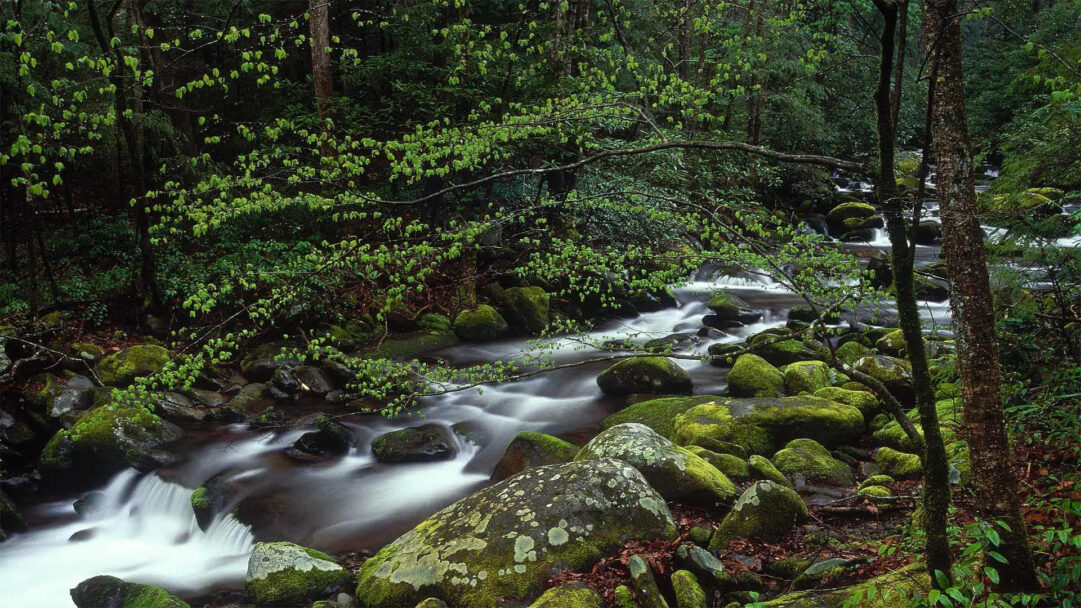 A tranquil 4K wallpaper featuring Roaring Fork Stream winding through the verdant forest of Great Smoky Mountains National Park. Its long exposure photography renders the water in a smooth, flowing cascade over numerous moss-covered boulders, framed by fresh, bright green foliage.