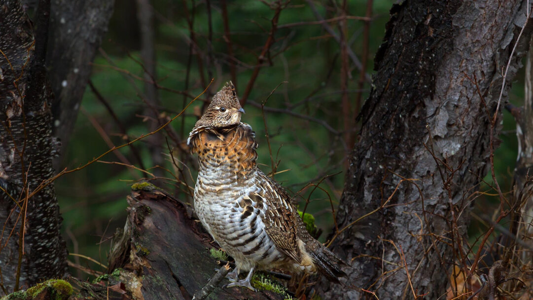 A majestic 4K wallpaper showcasing a Ruffed Grouse perched on a mossy log within the dim light of Algonquin Provincial Park forest. Its intricate brown, black, and white plumage provides remarkable camouflage against the dark tree trunks and sparse undergrowth, creating a serene, wild atmosphere.