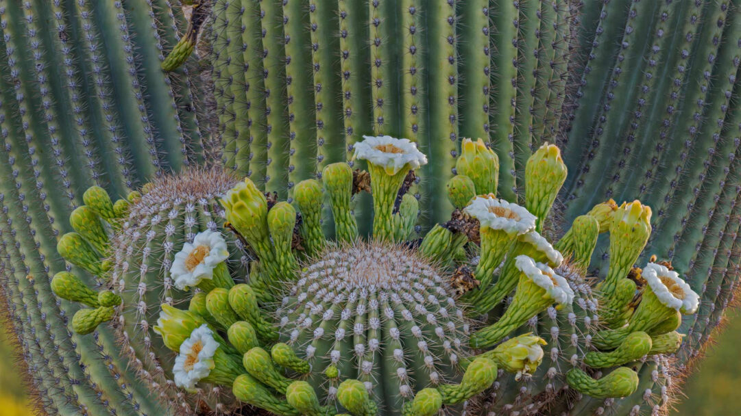 A magnificent 4K wallpaper presents Saguaro cactus flowers bursting into bloom on the large, ribbed bodies of the cacti in Coronado National Forest. The delicate white petals with bright yellow stamens emerge amidst numerous tightly closed green buds, creating a vibrant spectacle against the cactus's formidable, spine-covered surface.
