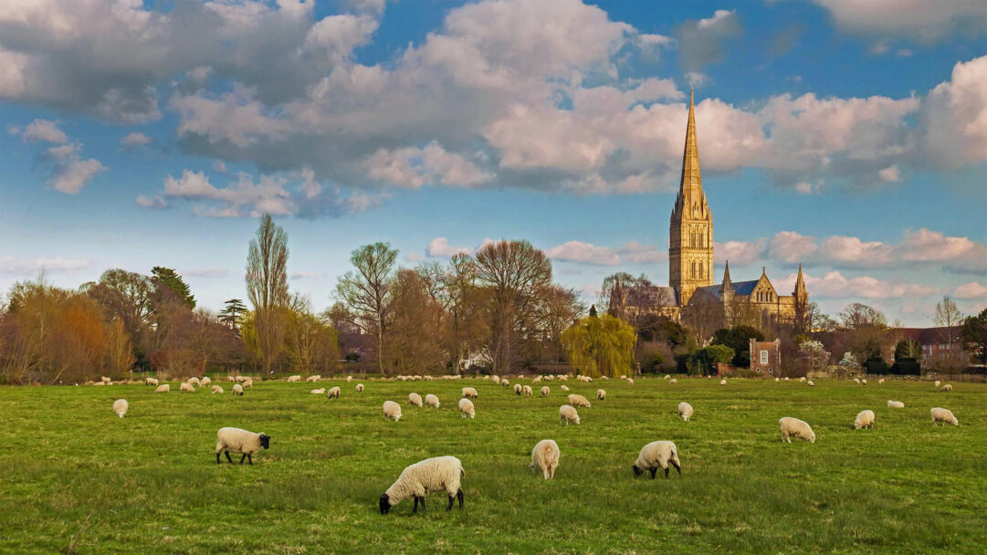 A picturesque 4K wallpaper showcasing Salisbury Cathedral towering over a vibrant green field where numerous sheep are peacefully grazing. The ancient cathedral's golden stone spire brilliantly contrasts with the lush, sunlit pasture and a dynamic sky filled with fluffy white clouds, creating a serene, timeless English landscape.