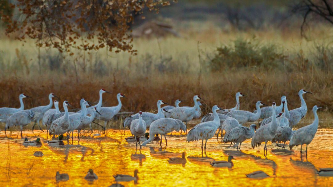 A radiant 4K wallpaper depicts numerous Sandhill Cranes and several Mallard Ducks gathered in a tranquil body of reflective golden water. The intensely shimmering golden water dramatically contrasts with the muted plumage of the birds and the soft, earthy tones of the distant bank, evoking a peaceful, warm ambiance.