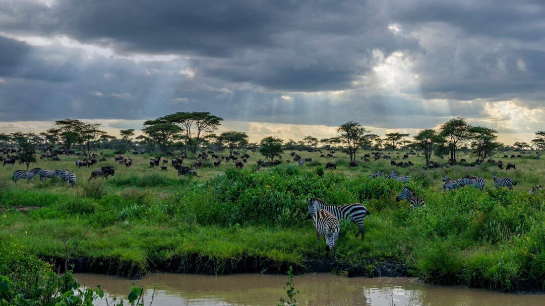 An expansive 4K wallpaper captures the breathtaking wildlife of Serengeti National Park, with vast herds of zebras and wildebeests grazing across the lush green savanna dotted with acacia trees. Dramatic rays of sunlight pierce through a stormy, overcast sky, casting a majestic glow over the teeming landscape and the muddy stream in the foreground.