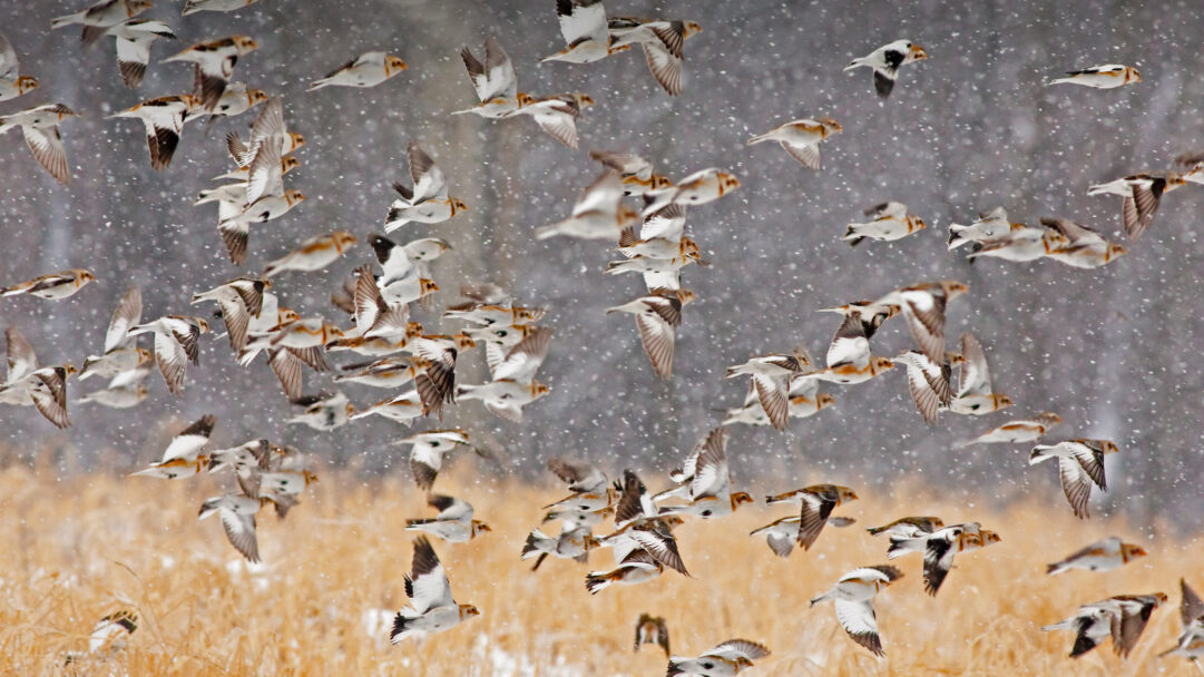 A breathtaking 4K wallpaper showcasing a large flock of Snow Buntings actively flying amidst a heavy New York snowstorm. The countless individual snowflakes create a dynamic, ethereal backdrop that accentuates the birds' crisp white and brown plumage against the muted golden winter grasses below.