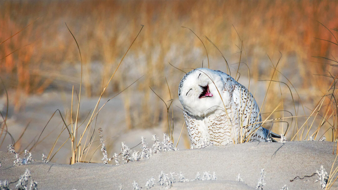 An endearing 4K wallpaper capturing a Snowy Owl appearing to laugh joyfully on the sandy dunes of Jones Beach, Long Island, New York. Its pristine white and spotted plumage contrasts beautifully with the warm, golden tones of the dry beach grass, lending a charming and lively mood to the scene.