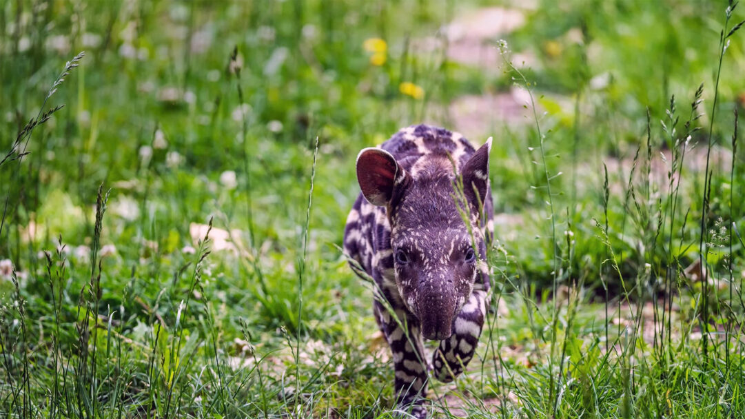 An enchanting 4K wallpaper captures a spotted South American Tapir calf as it trots directly forward through a field of tall, vibrant green grass. Its unique dark fur with creamy white spots and stripes creates a striking pattern, while its attentive gaze conveys a sense of innocent curiosity amidst the lush foliage.