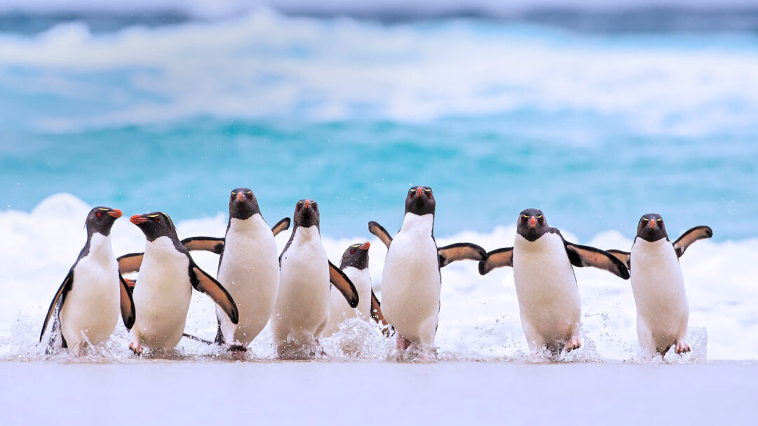 A captivating 4K wallpaper showcases a lively group of Southern Rockhopper Penguins waddling ashore from the vivid turquoise ocean onto a sandy Falkland Islands beach. The energetic splash of waves around their feet highlights their distinctive orange beaks and spiky yellow crests, conveying a dynamic natural scene.