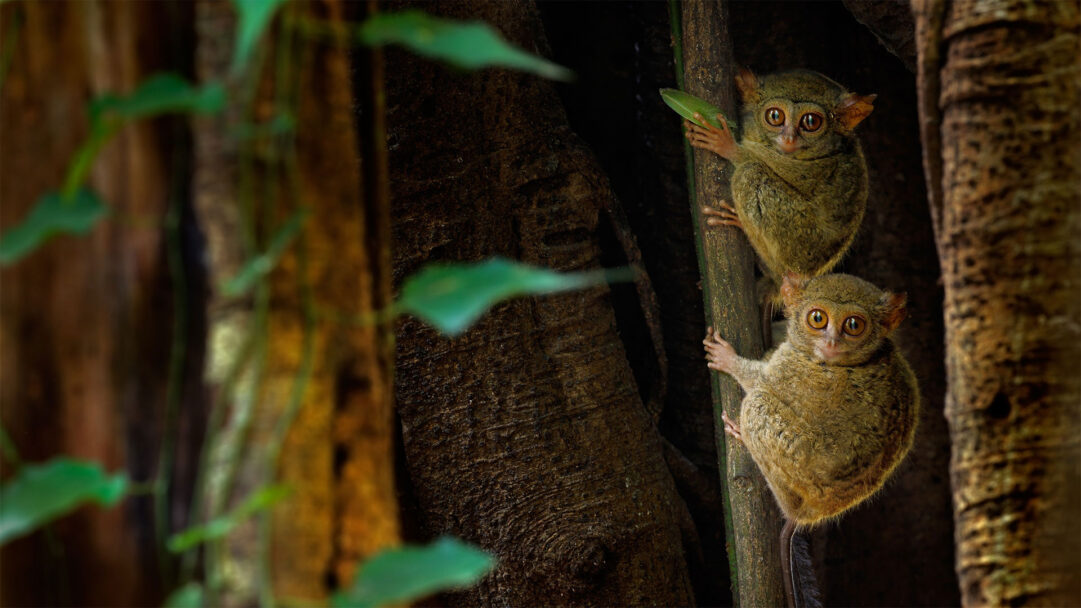 An immersive 4K wallpaper reveals two alert Spectral Tarsiers clinging to a Ficus tree in the lush Tangkoko Batuangus Nature Reserve. Their enormous, luminous orange eyes stand out vividly against their olive-brown fur and the dark, textured tree bark, creating a watchful and mysterious mood.