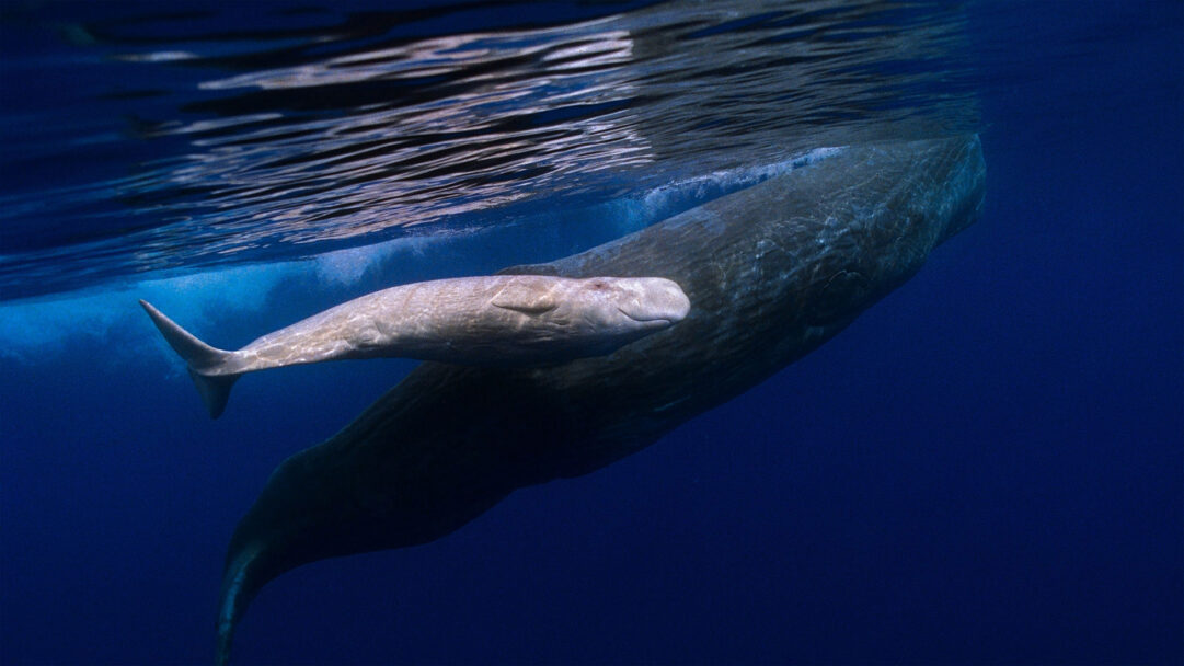 An extraordinary 4K wallpaper captures a majestic Sperm Whale mother and her rare albino baby swimming together just beneath the ocean surface. The striking contrast between the immense, dark mother and the delicate, pale calf highlights a tender moment of protection within the shimmering blue depths.