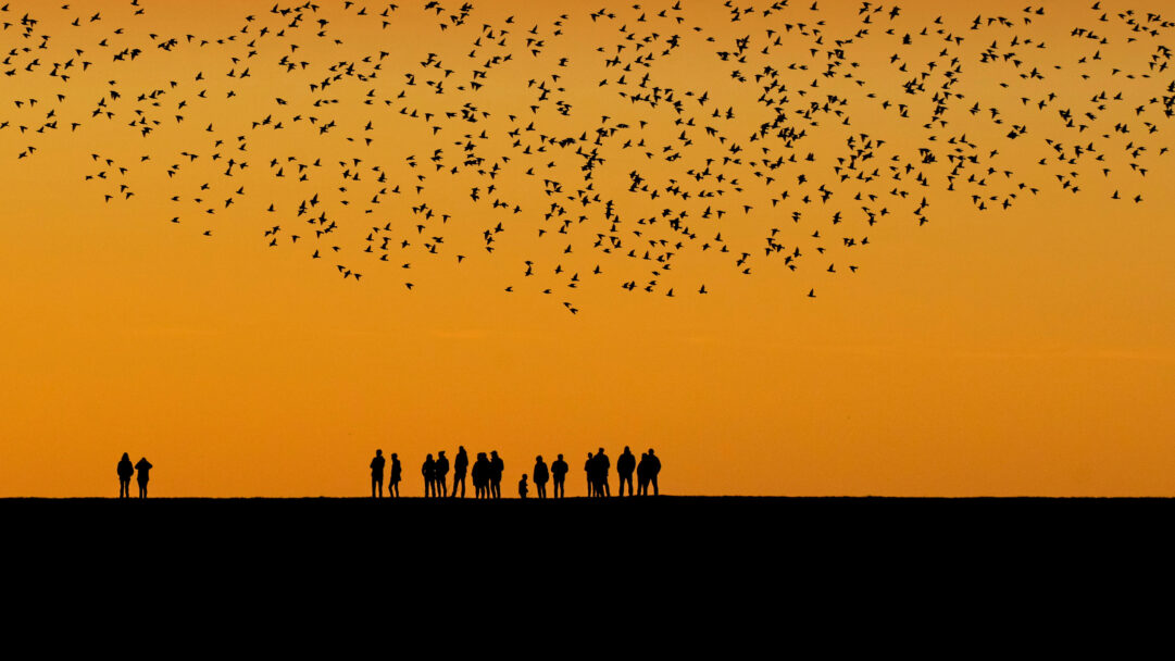 A breathtaking 4K wallpaper captures a mesmerizing starlings murmuration at sunset over the Denmark Germany wetlands, observed by a line of silhouetted spectators. The myriad of dark birds and onlookers stand in stark contrast against the vibrant, glowing orange sky, evoking a powerful sense of natural wonder.