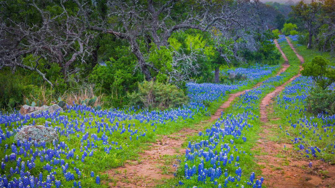 An enchanting 4K wallpaper showcasing a winding old dirt road through the Texas Hill Country, blanketed by vibrant bluebonnets. The striking contrast of the rusty path cutting through an ocean of brilliant blue flowers and lush green grass creates a sense of tranquil abundance.
