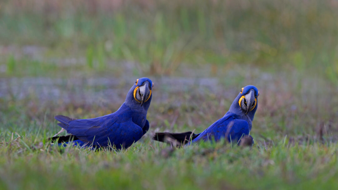 A captivating 4K wallpaper presenting two brilliant blue Hyacinth Macaws amidst the natural green and brown grasses of the Pantanal. Their intense cobalt blue feathers and bright yellow facial markings offer a stunning contrast against the soft, earthy tones of the wetland, capturing an alert and serene moment.