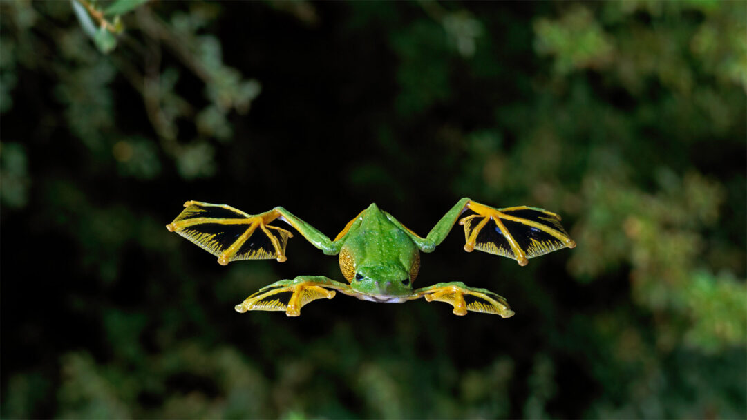 A breathtaking 4K wallpaper captures a vibrant Wallace's Flying Frog mid-air, gracefully gliding through a dense, shadowy forest. Its brilliant green body and outstretched, dramatically webbed yellow and black feet glow against the dark foliage, emphasizing its unique aerial movement.