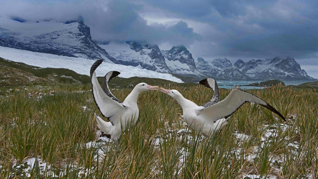 A breathtaking 4K wallpaper showcases a Wandering Albatross pair standing in tall, snowy grass on South Georgia Island. Their wings are partially fanned as their beaks gently touch, creating a poignant moment against the backdrop of dramatic snow-capped mountains and an overcast sky.