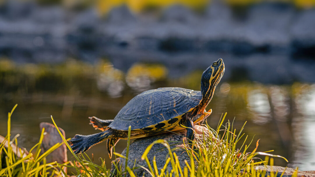 A captivating 4K wallpaper featuring a Yellow-bellied Slider Turtle comfortably basking on a sun-drenched rock at the water's edge. Golden sunlight illuminates the turtle's patterned shell and striped neck as it soaks in the warmth, creating a serene and vibrant natural scene.